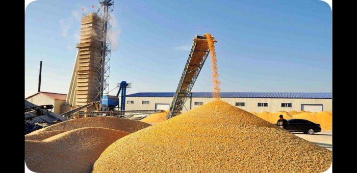 海通证券网站说美国玉米期货大涨，主要原因有哪些呢？