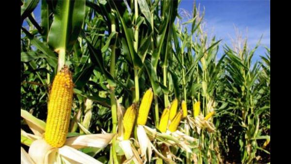 读者传媒谈美国玉米期货合约，美国玉米期货怎么样？