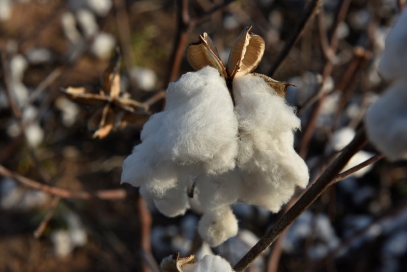 国家产业联盟支持疆棉 棉花市场供需正逐渐趋紧