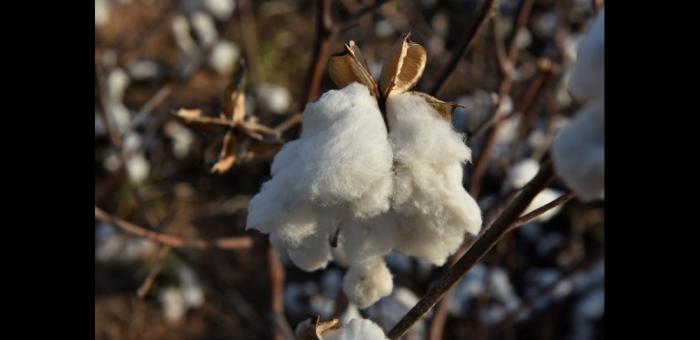 国家产业联盟支持疆棉 棉花市场供需正逐渐趋紧